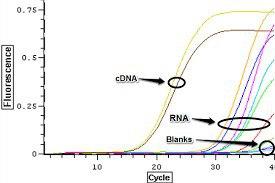 آلودگی DNA ژنومی در RNA استخراج شده