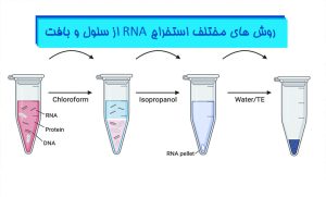 آموزش-جامع-تکنیک-های-استخراج-RNA
