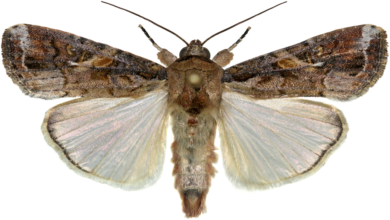 recombinant protein expression in Insects