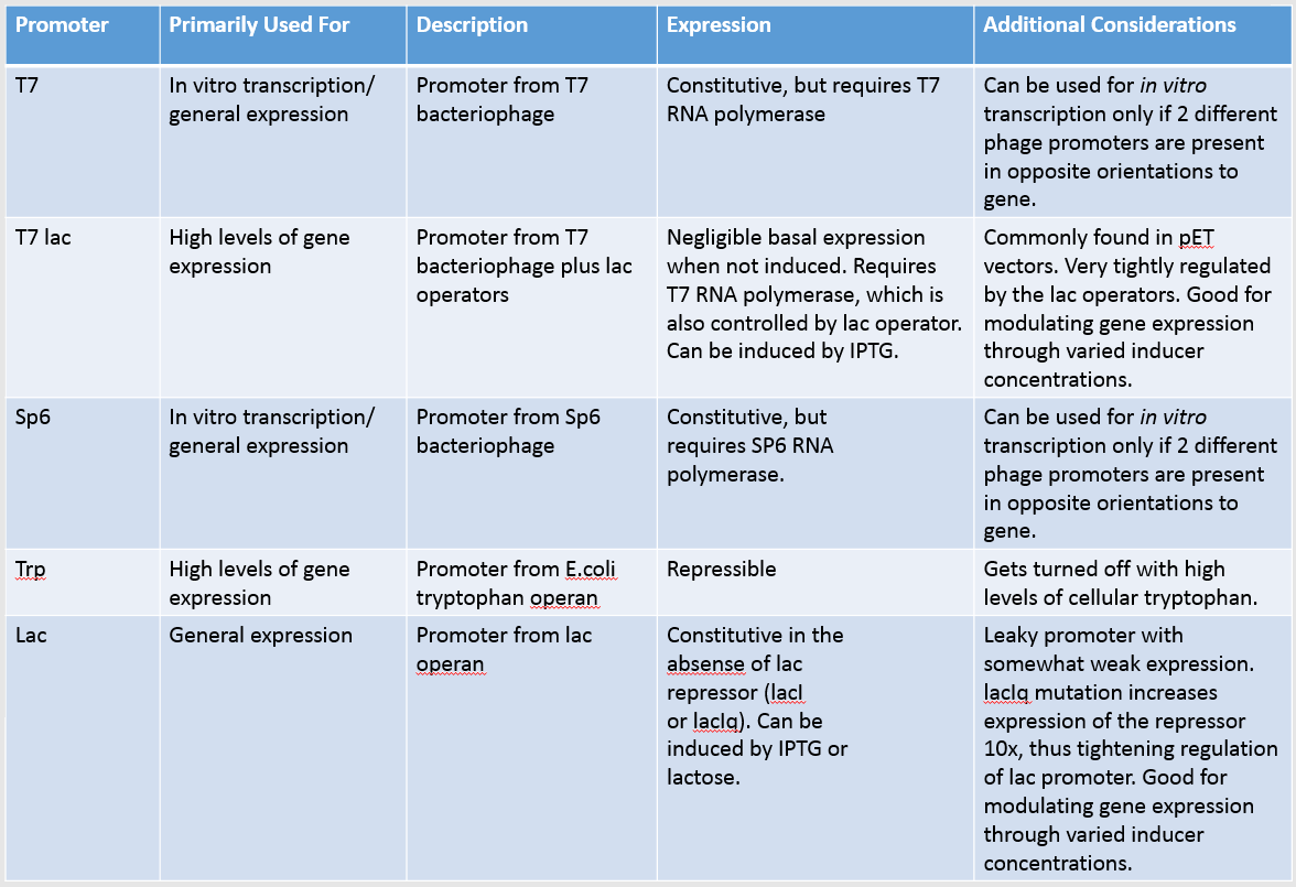  Promoter & Replicon Region 