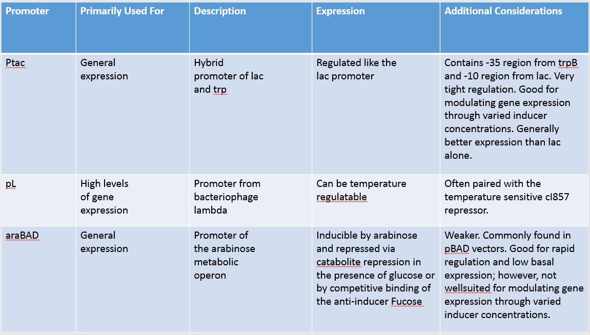  Promoter & Replicon Region 