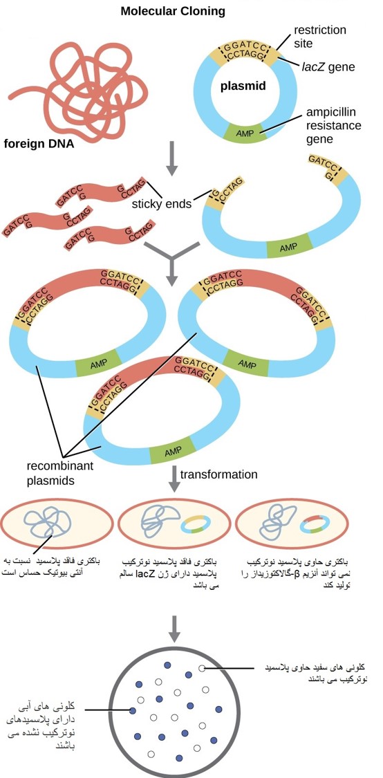 اجزا تشکیل دهنده وکتورها یا پلاسمیدها ی بیانی Multiple Cloning Site & Blue-White Screening