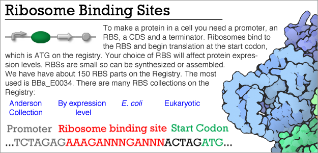 Selection Marker Ribosome Binding Site