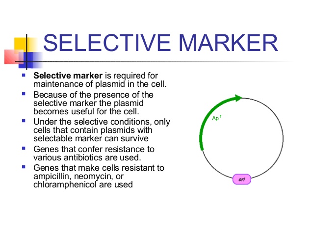 Selection Marker Ribosome Binding Site