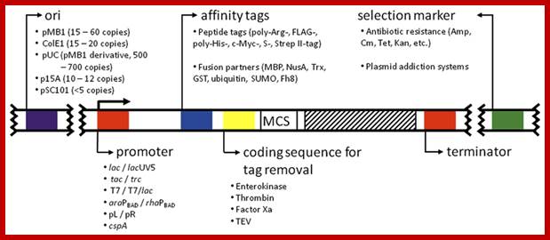 Promoter & Replicon Region 