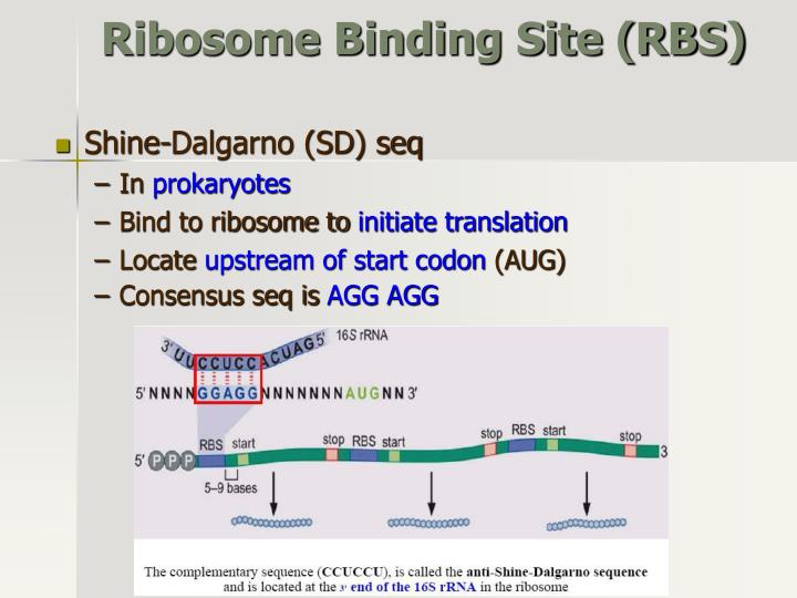 Selection Marker Ribosome Binding Site