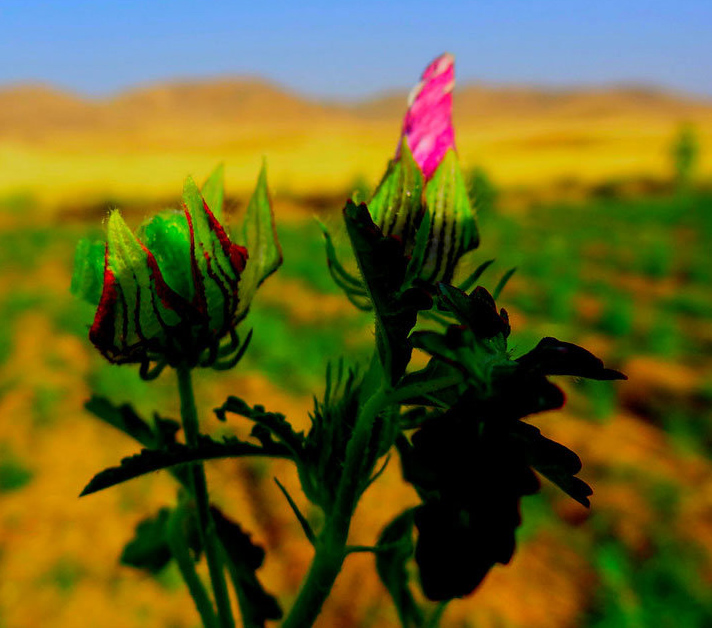 دنیای شگفت انگیزش گیاهان دارویی