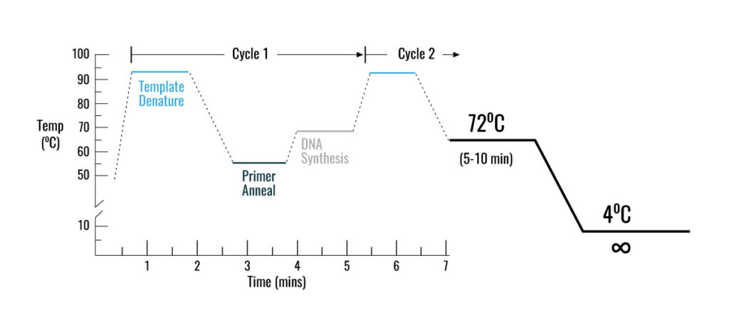 واکنش زنجیره ای پلیمراز PCR - انواع PCR - کاربرد pcr - PCR چیست