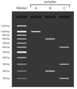 واکنش زنجیره ای پلیمراز PCR - انواع PCR - کاربرد pcr - PCR چیست
