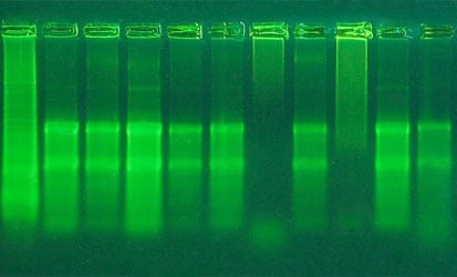 عیب یابی استخراج RNA