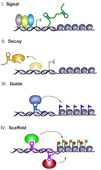 RNA های غیر کد کننده