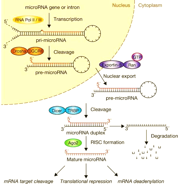 میکرو RNA ها و سرطان