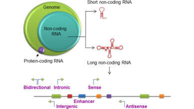 RNA های غیر کد کننده