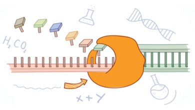 واکنش زنجیره ای پلیمراز (PCR)