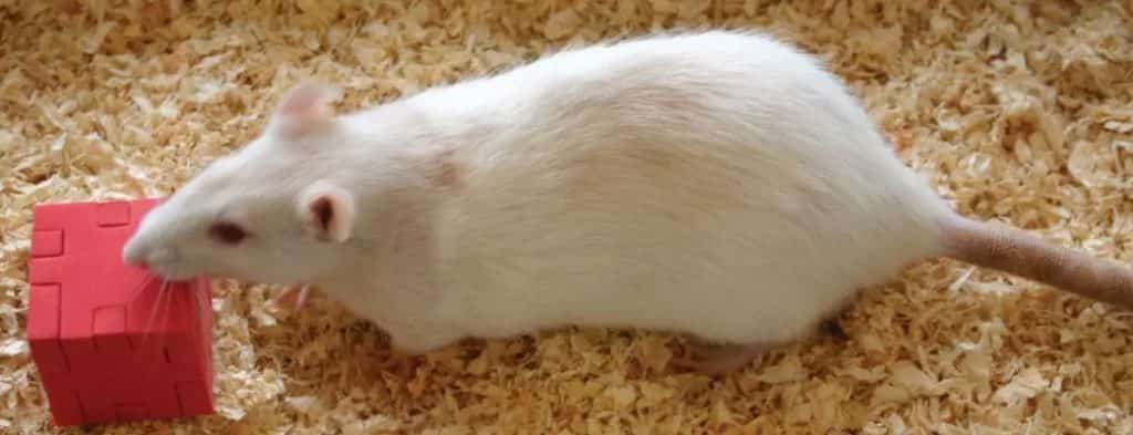 رت آزمایشگاهی در حین انجام آزمون ناول آبجکت