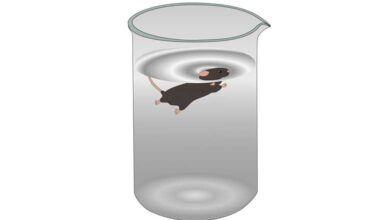 آزمون شنای اجباری