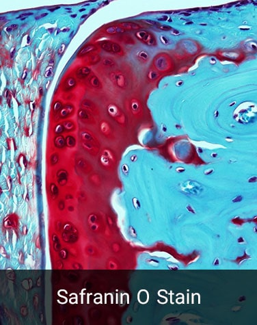 Safranin-O-Staining-Histogenotech