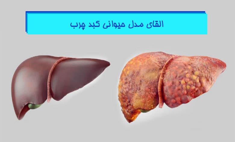 آموزش جامع نحوه ایجاد کبد چرب در موش آزمایشگاهی