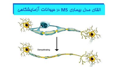 القای مدل بیماری MS در حیوانات آزمایشگاهی - هیستوژنوتک