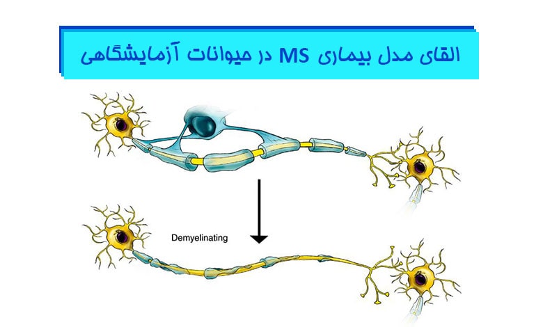 القای مدل بیماری MS در حیوانات آزمایشگاهی - هیستوژنوتک