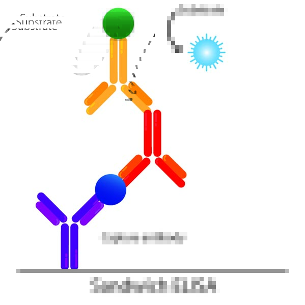 تکنیک الایزا