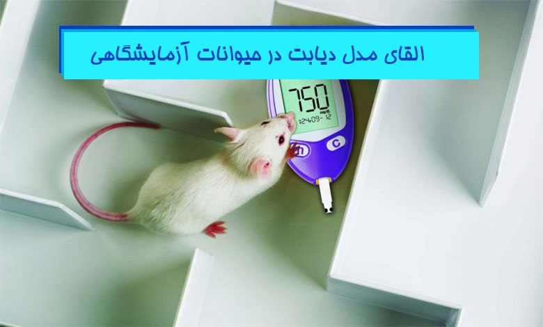 ایجاد مدل حیوانی دیابت در موش آزمایشگاهی