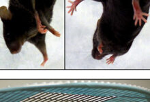 Neurologic-assessment-A-Tail-suspension-test-Kcc3--mice-clasp-both-the-forelimbs-and2