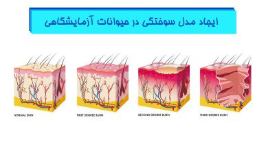 ایجاد-مدل-سوختگی-در-حیوانات-آزمایشگاهی-هیستوژنوتک