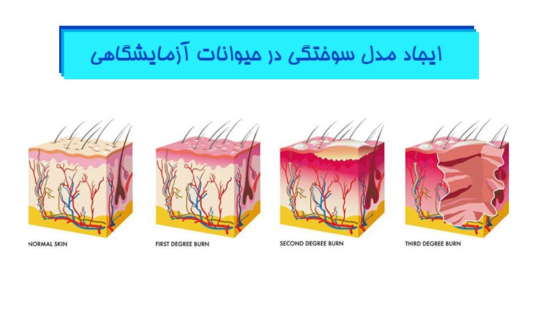 ایجاد-مدل-سوختگی-در-حیوانات-آزمایشگاهی-هیستوژنوتک
