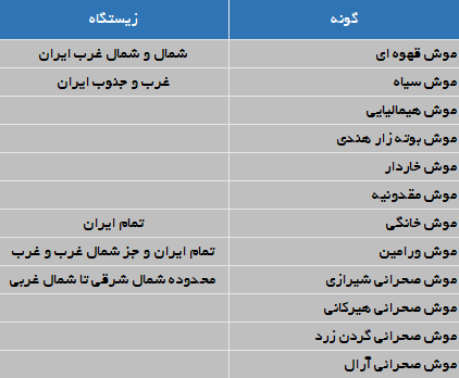 انواع موش ها