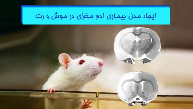 ایجاد مدل بیماری ادم مغزی در حیوانات آزمایشگاهی