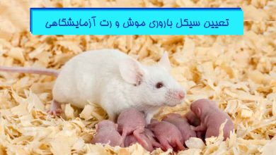 تعیین سیکل باروری موش و رت آزمایشگاهی