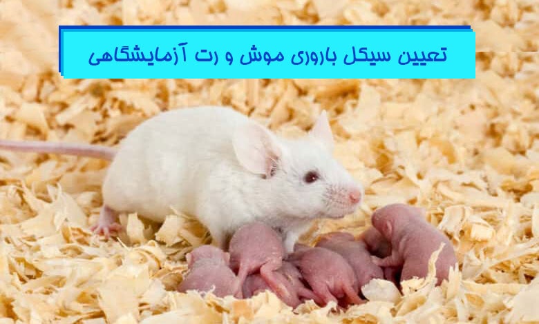 تعیین سیکل باروری موش و رت آزمایشگاهی