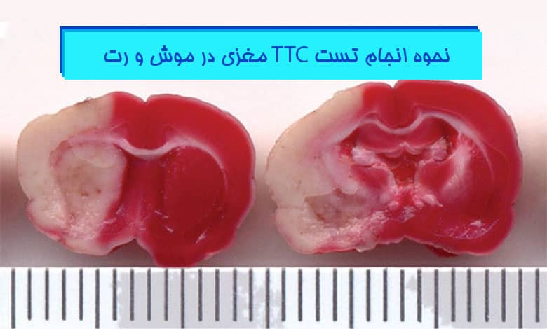 تست TTC مغزی موش و رت