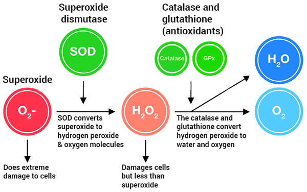 مکانسیم عمل سوپراکسید دیسموتاز (SOD)