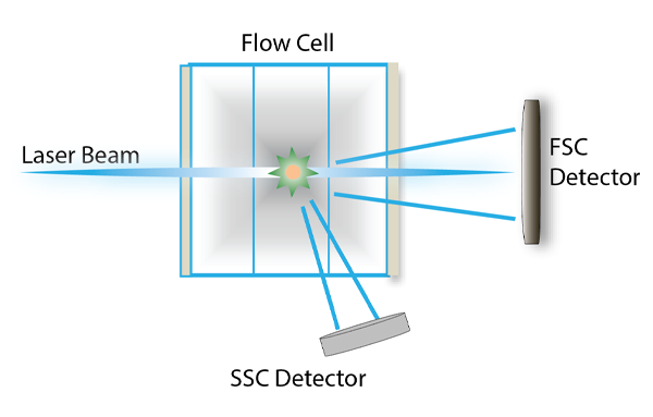 نمای شماتیک آشکارساز های FSC و SSC 