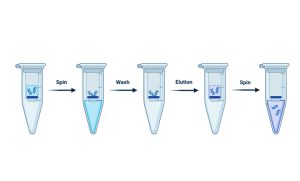 استخراج DNA