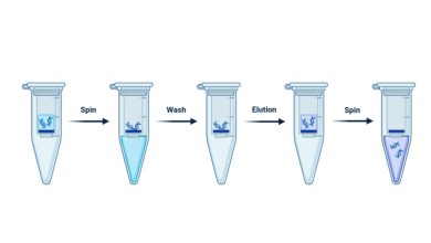استخراج DNA