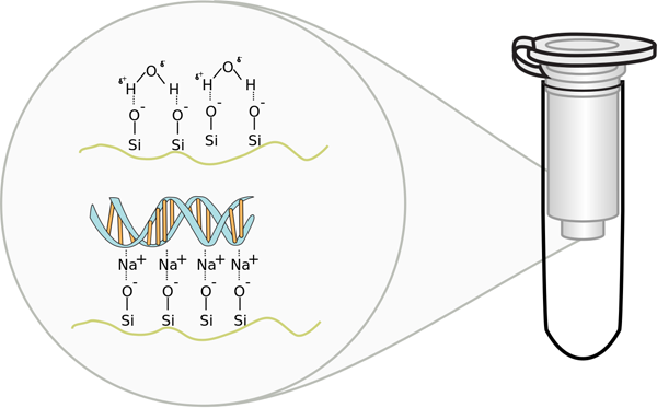 ماتریس سیلیس و DNA محصور شده در ستون استخراج