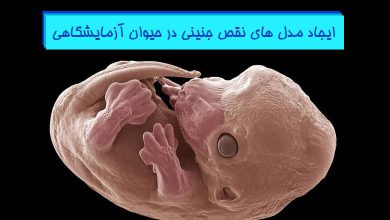 ایجاد انواع مدل های نقص جنینی در حیوانات آزمایشگاهی - هیستوژنوتک