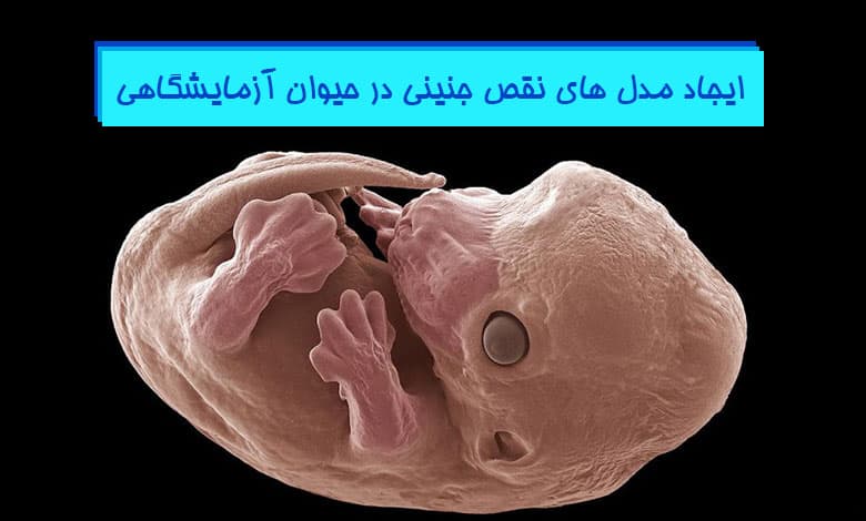 ایجاد انواع مدل های نقص جنینی در حیوانات آزمایشگاهی - هیستوژنوتک