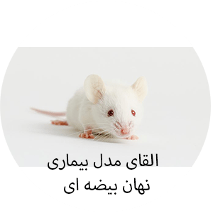 القای-بیماری-نهان-بیضه-ای