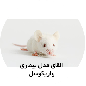 القای-مدل-بیماری-واریکوسل