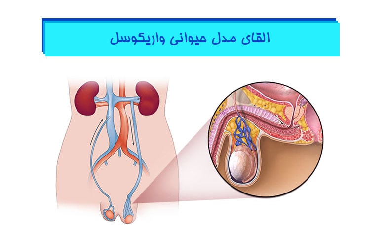 القای-مدل-حیوانی-واریکوسل
