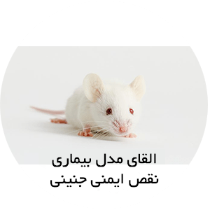 القای-مدل-بیماری-نقص-ایمنی-جنینی
