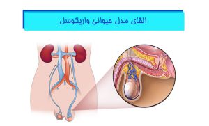 القای-مدل-حیوانی-واریکوسل