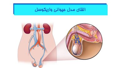 القای-مدل-حیوانی-واریکوسل