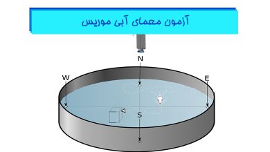 آزمون-معمای-آبی-موریس-(موریس-واتر-میز)-هیستوژنوتک