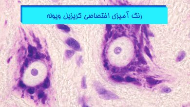 آموزش جامع کریزیل ویوله - نیسل