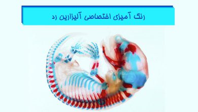 رنگ آمیزی اختصاصی آلیزارین رد